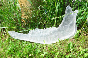 Clear Bison Jawbone Casting