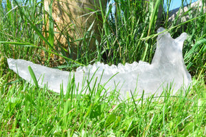 Clear Bison Jawbone Casting