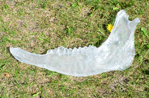 Clear Bison Jawbone Casting